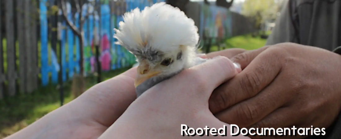 ROOTED chicken coop documentary