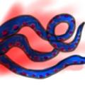 Image of octopus tentacles 