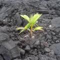 new-beginning-408377_640.jpg